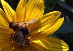 macro fuji