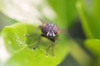testina rotante