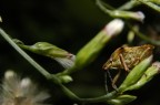 Cimice? Ci riprovo =)