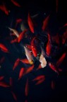 goldfish2