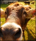 Muuuuuuuuuu