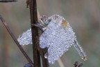 libellula e rugiada libellula e rugiada