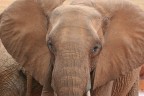 Elefante1