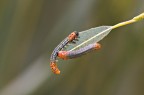 ingordigia