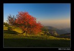 Colori d'Autunno (Colle Moschin)