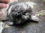 Cat or vampire?