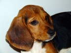 Cucciola...