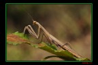 mantide