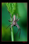 aracnide
