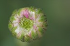 nel giardino degli squartapolli