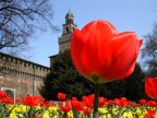 Fioritura al castello Sforzesco