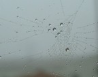 fogdrop
