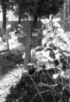 The cross