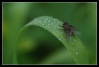 verde acqua
