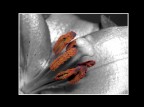 fiore B/W