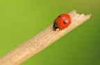 natura minimale