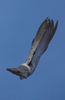 stop that pigeon