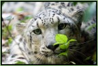 Leopardo delle Nevi