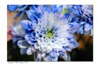 Blue...