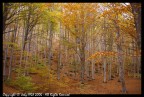 faggeta autunnale
