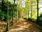 In fondo al viale