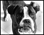 Ghiro 2