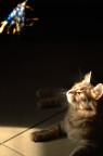 Sheeta contempla