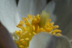 Closeup