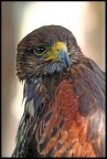 Rapace