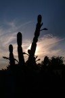 Fuji Fine Pix S2 Pro +Sigma AF 28-135