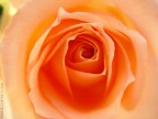 rosa colombiana