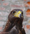 rapace