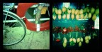 Holga #3