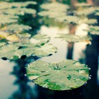 chlorophyl