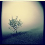 Mountain tree