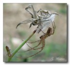 The Spider The Spider