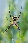 Argiope Aurantia Argiope Aurantia