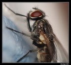 Piccola Mosca...