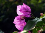 colori dalla natura
