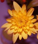 Giallo e Viola