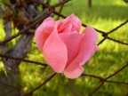 rosa
