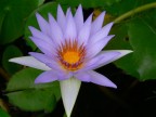 Fior_di_loto_egiziano