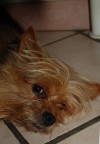 questo cane mi fa impazzire! E non  al top delle sue smorfie :)