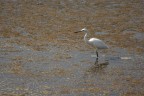 Fotografata a Marano Lagunare