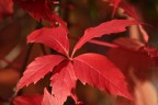 Autunno che bellezza