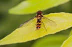 commenti graditi.

vediamo se avete capito il titolo.

nitida grazie al cavalletto ma non completamente nitida per colpa del cavalletto.