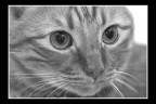 Il mio gatto