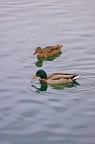 1/1000 - f4 - 200mm - iso400 - mano libera