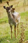 bambi