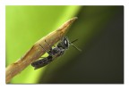La sentinella